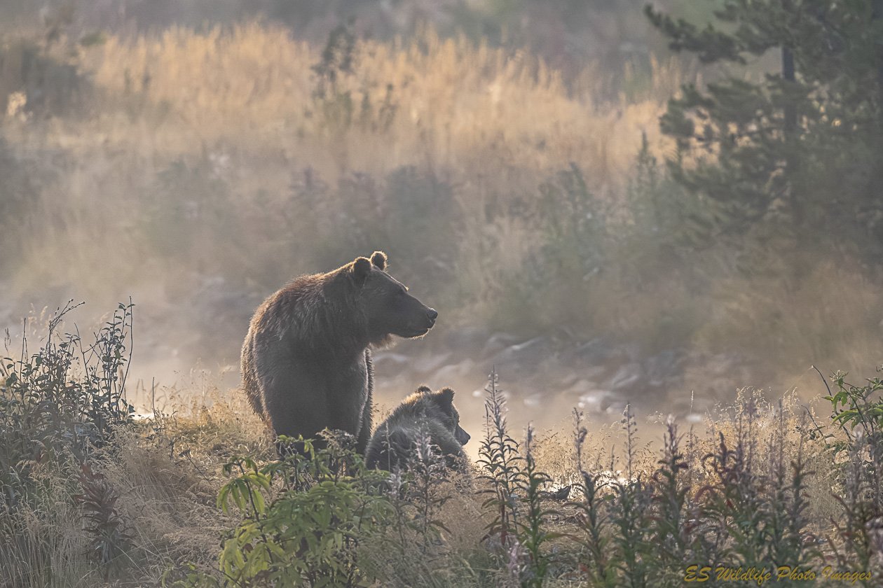 Bear, Wolf & Lynx Wall Art | Canvas & Fine Art Prints by Eric Seemann
